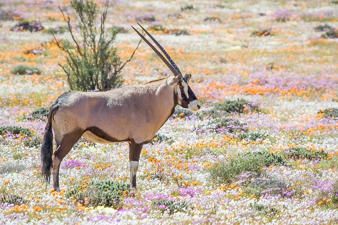 Oryx in a vibrant carpet of wildflowers.