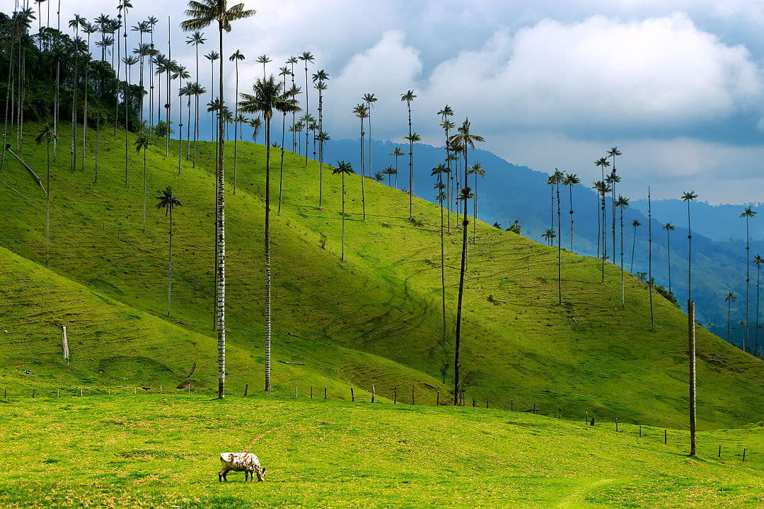 Cocora Valley in Salento, Colombia