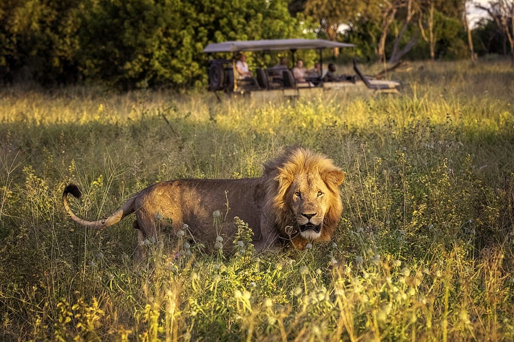 Large male lion walking through the tall grass on the Okavango Delta, Botswana