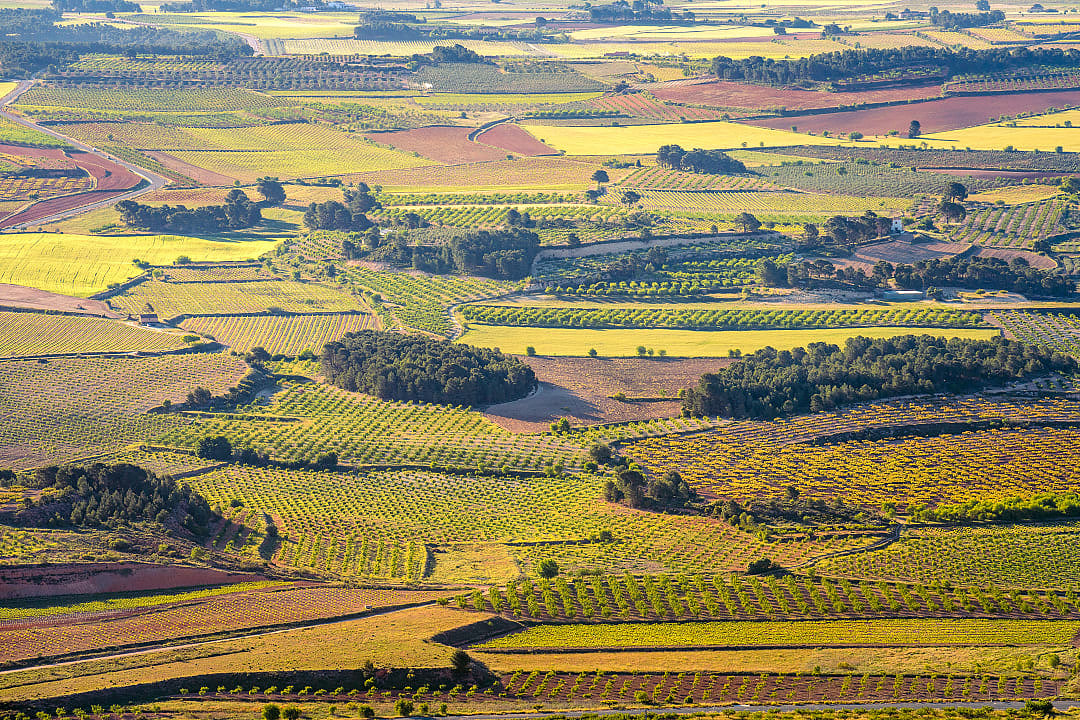 Vineyards in Valencia, Spain