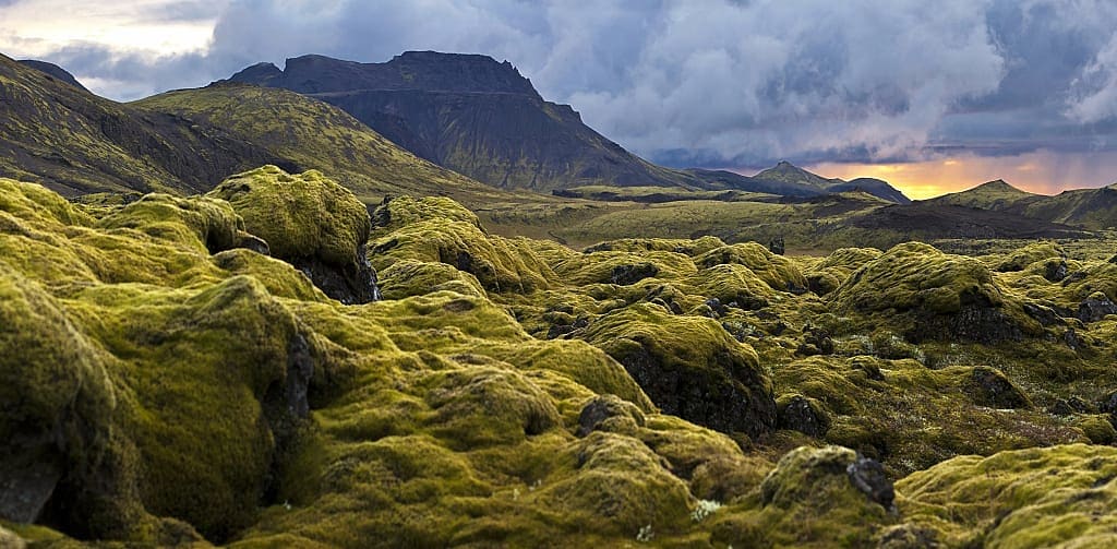 Moss covered lava field in Iceland
