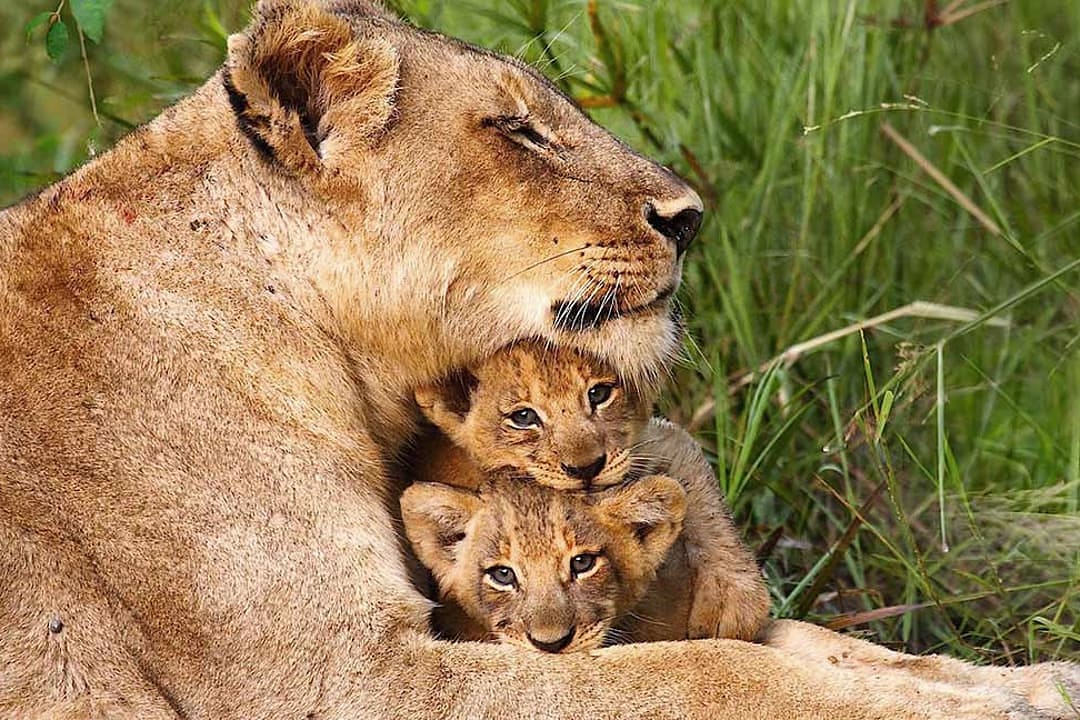 Lioness with her cubs in Sabi Sands, South Africa