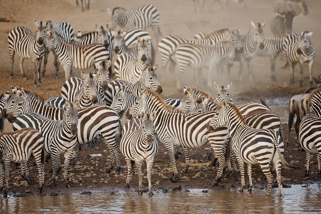A herd of zebras gathers at a waterhole in Botswana.
