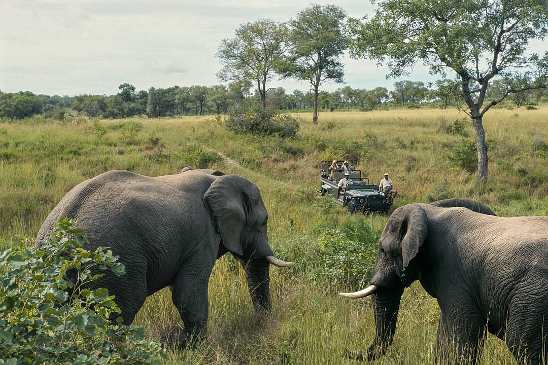 Safari tourists in an open jeep observing two elephants in their natural habitat surrounded by lush greenery and trees