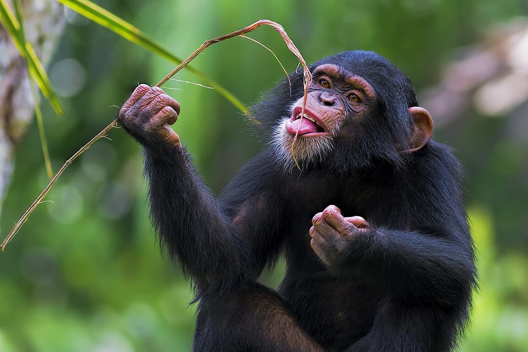 Chimp at Chimpanzee Rehabilitation Haven in Ngamba Island, Uganda.