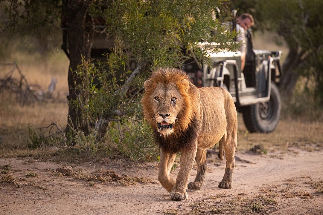 Sabi Sands Game Reserve in South Africa. 