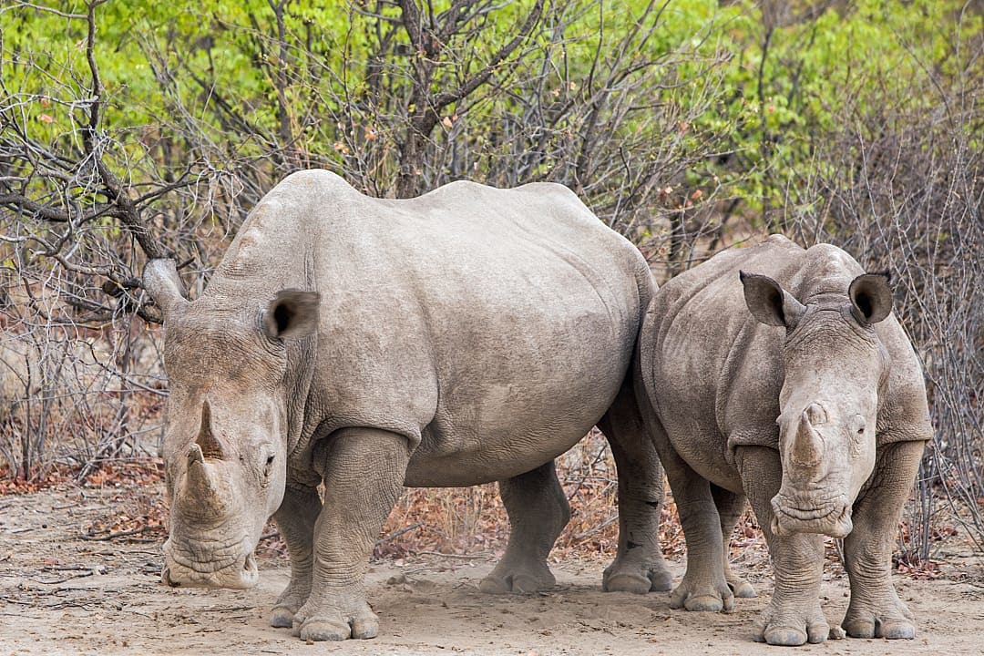 White rhinos in Hwange National Park, Zimbabwe. 