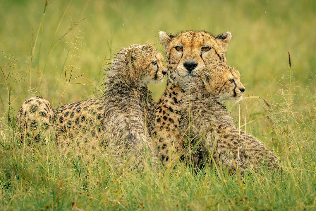 Wet female cheetah and her cubs in Masai Mara, Kenya
