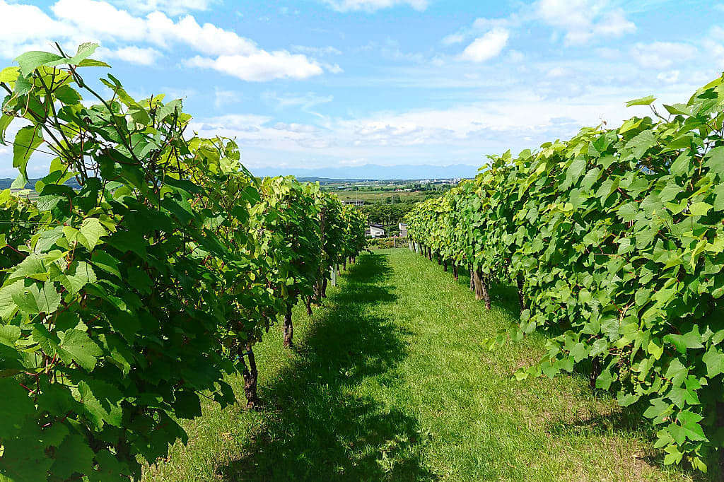 Vineyards in the hills of Hokkaido