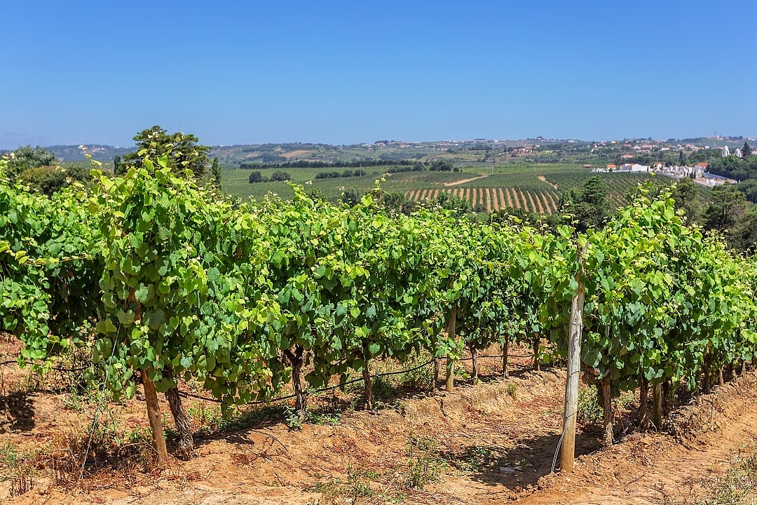 Vineyards of the Alentejo Region, Portugal