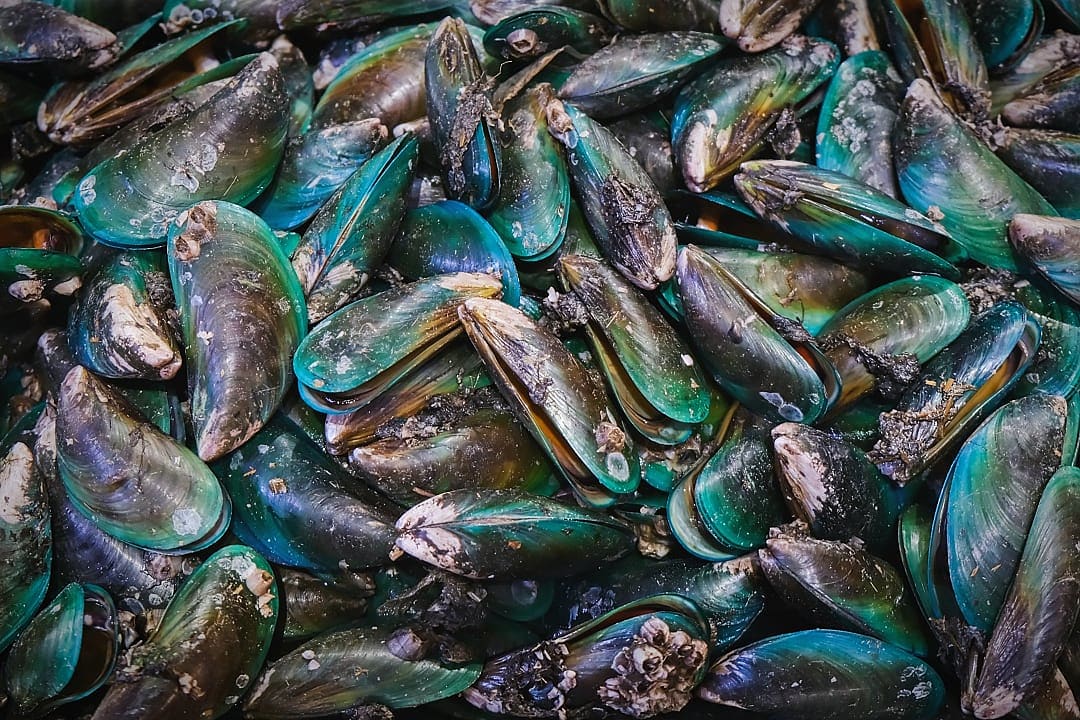 Green-Lipped Mussels at a market.