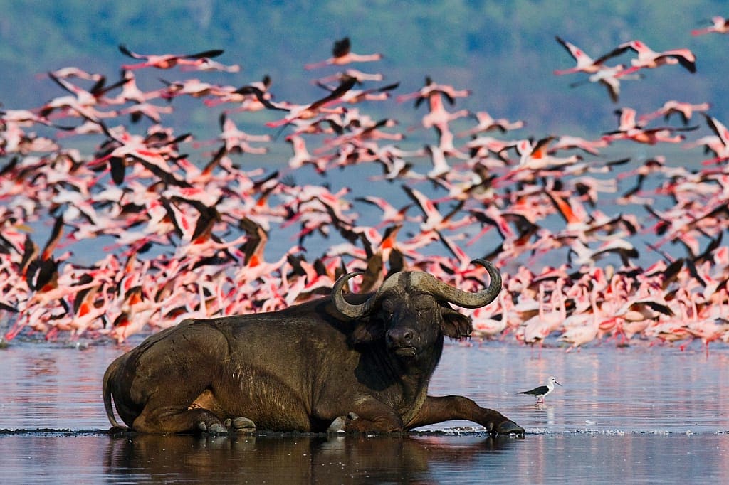 Buffalo with flamingos at Lake Nakuru National Park, Kenya