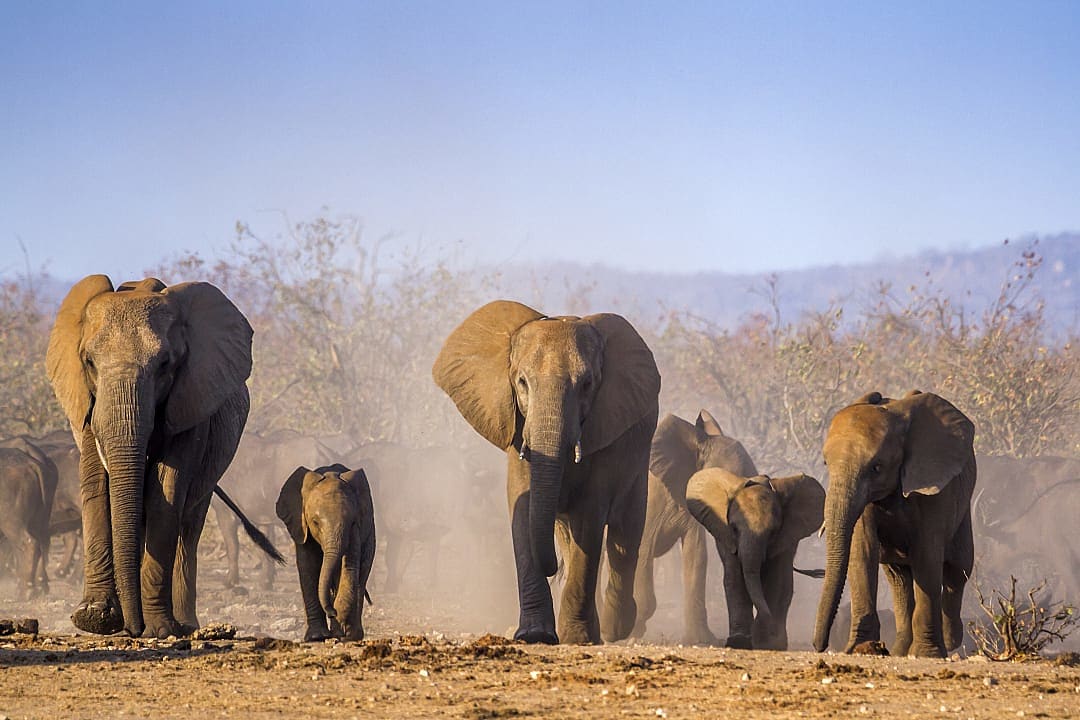 African bush elephants roaming Kruger National Park