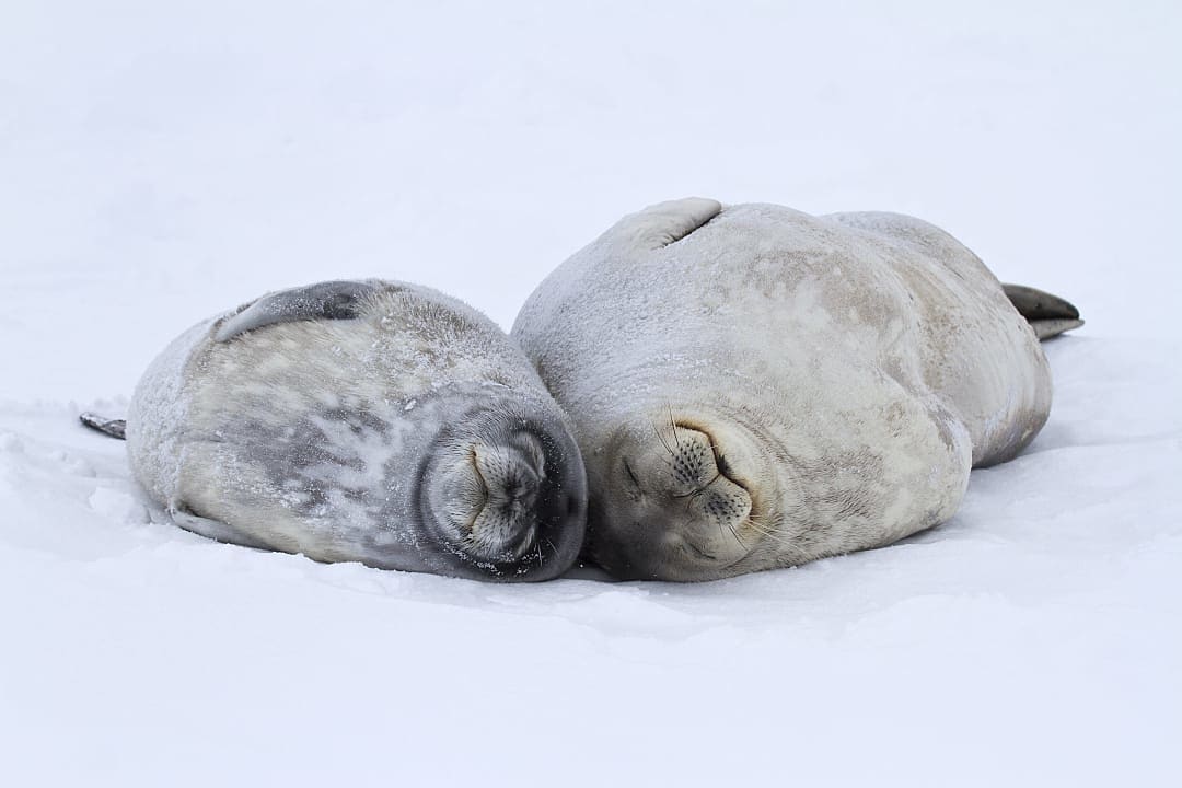 Female and large puppy Weddell seals laying on the Antarctic ice