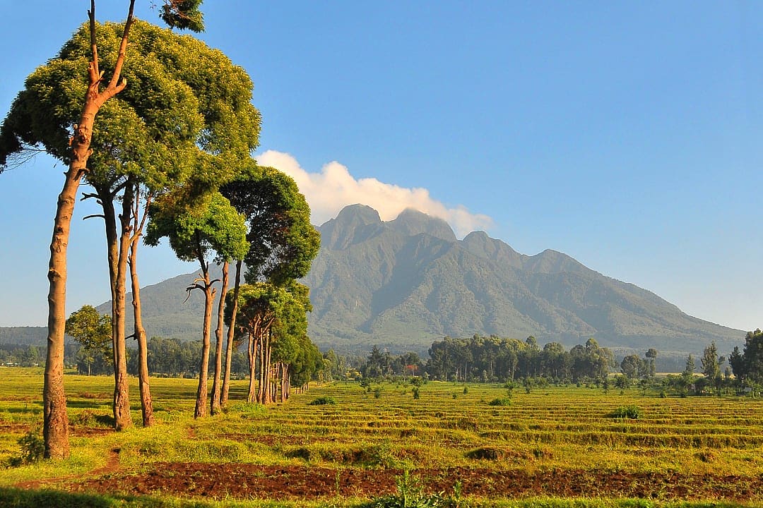 Sunlit Virunga volcanic mountains rising above open fields and scattered trees.