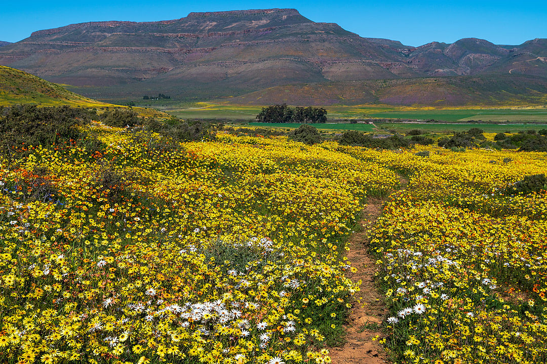 Wildflower blooming in Namaqualand.