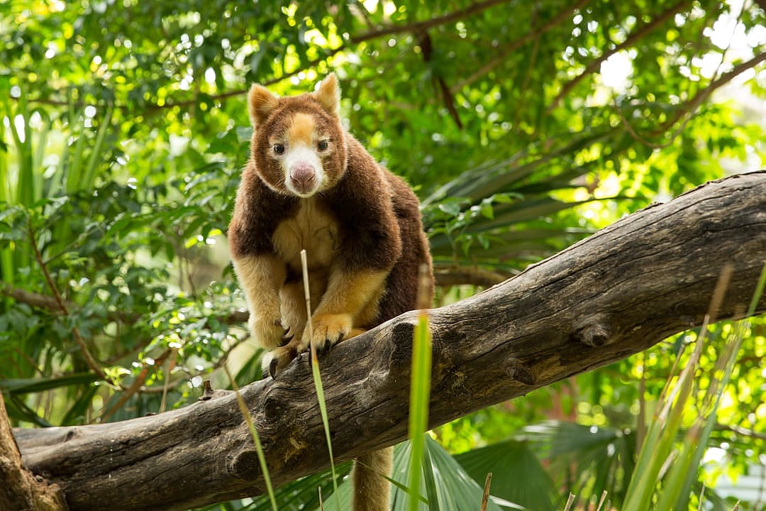 Tree Kangaroo in Adelaide, Australia
