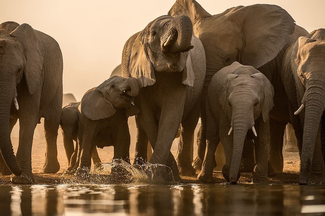 A herd of elephants bathing during a safari experience.