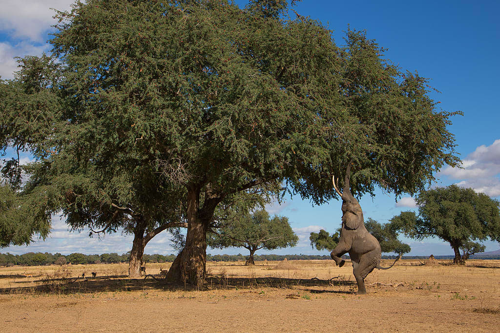 Elephant on his back legs reaching into a tree at Mana Pools National Park, Zimbabwe