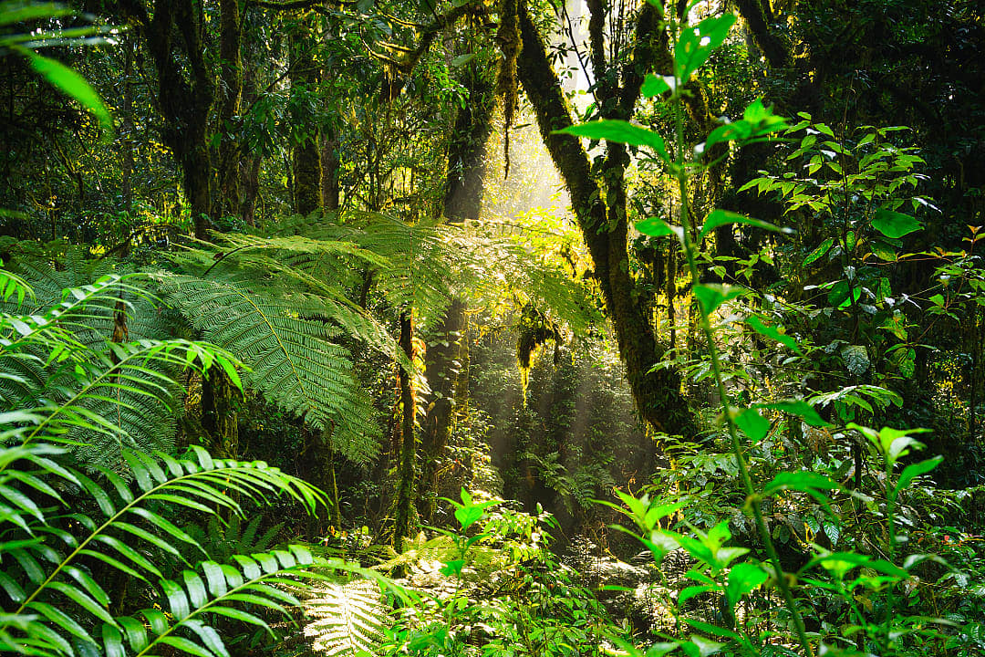 Rainforest in Bwindi Impenetrable Forest, Uganda. 