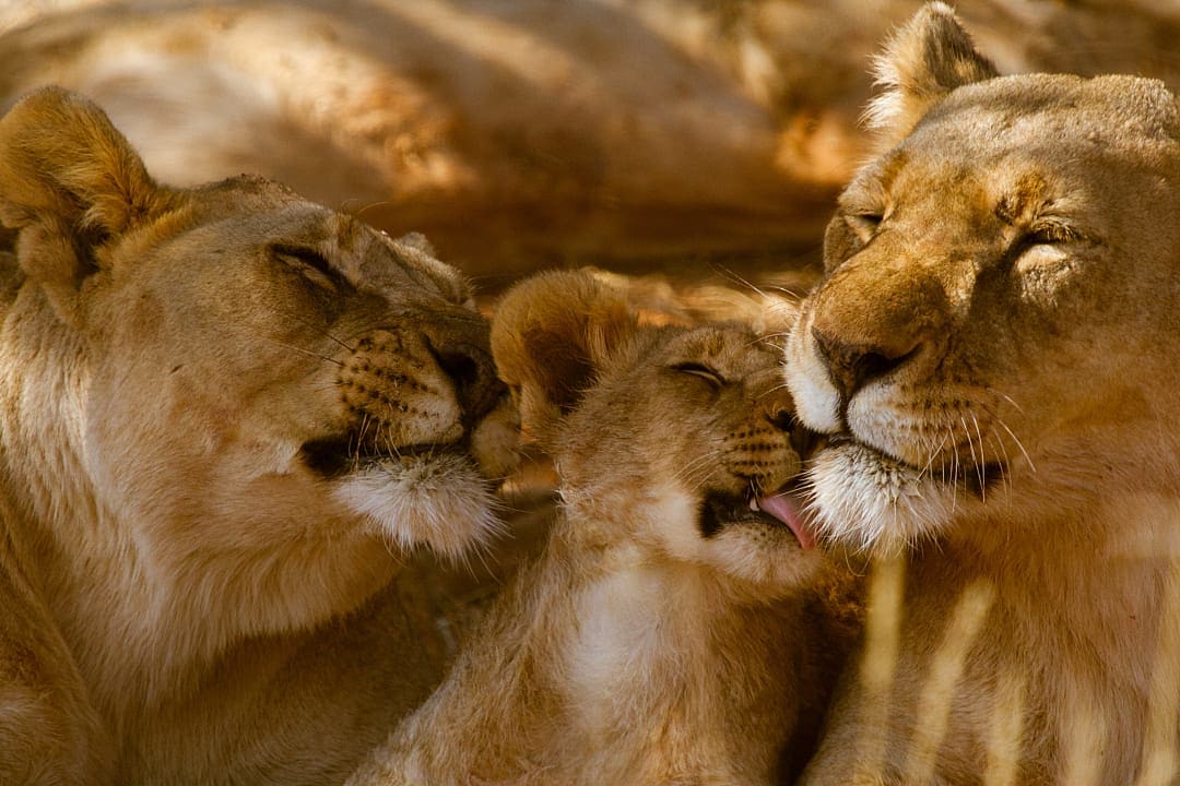 Lions in Madikwe where travel choices connect to outcomes in the real world.