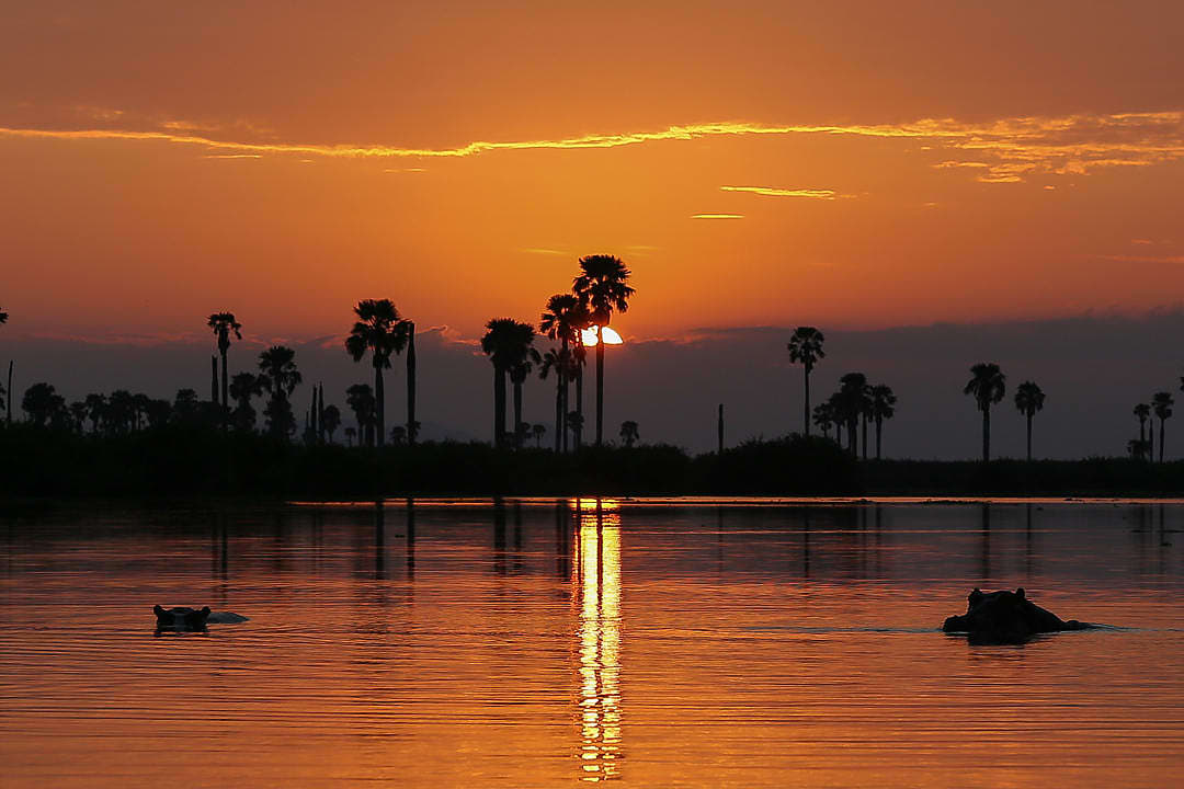 Hippopotamus in the lake during sunset at Selous Game Reserve, Tanzania