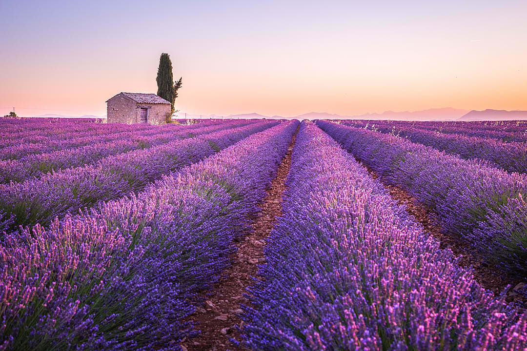 Lavender fiels in Provence, France