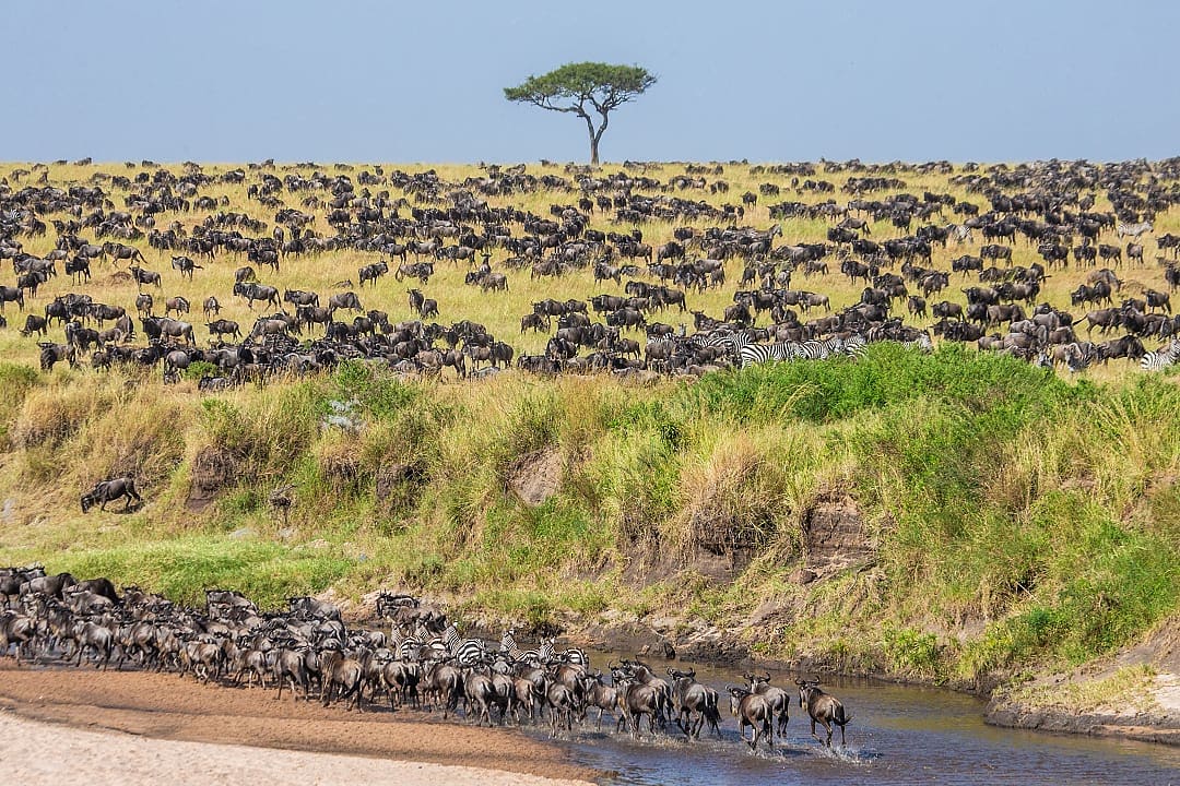 Great migration of wildebeests in Masai Mara National Park, Kenya