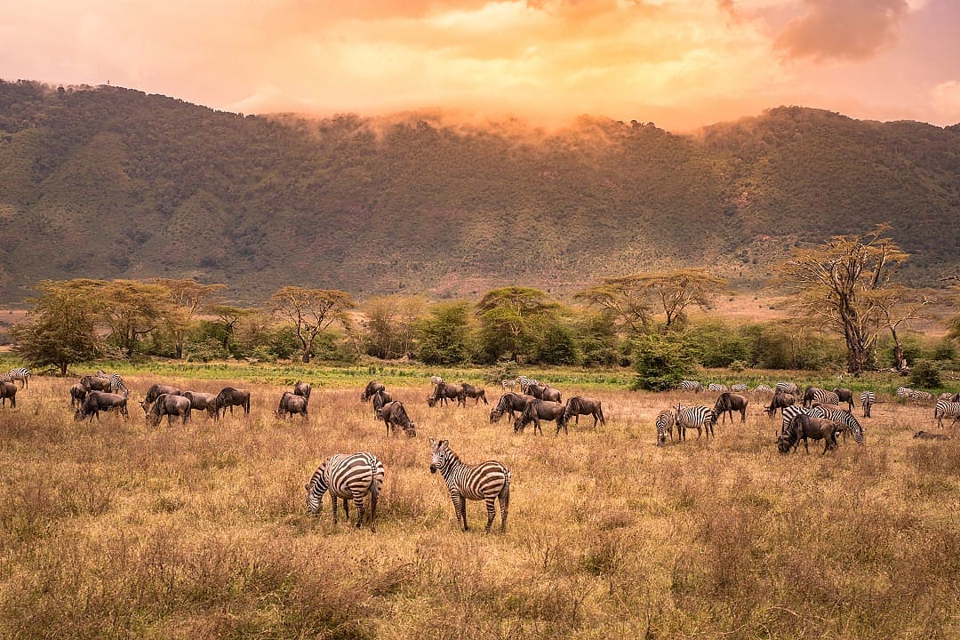Zebras and wildebeests grazing in Ngorongoro Conservation Area