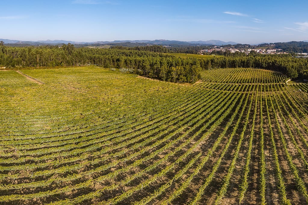 Vineyards in the Vinho Verde DOC, subregion of Minho, Portuga