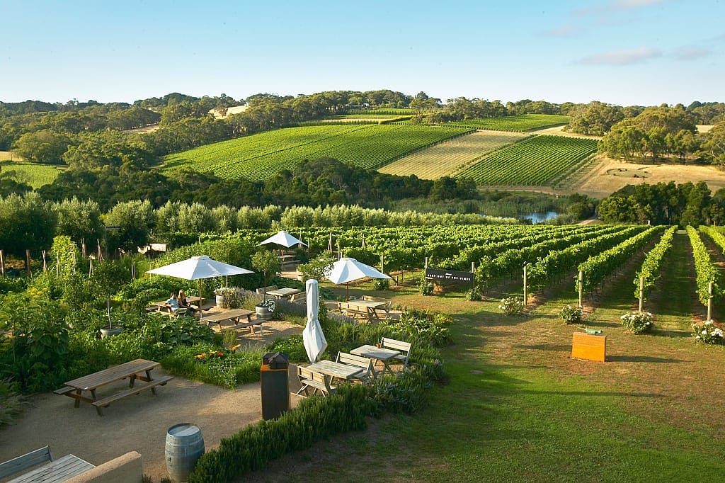 Montalto Winery and Olive Grove. Photo © Mornington Peninsula Regional Tourism