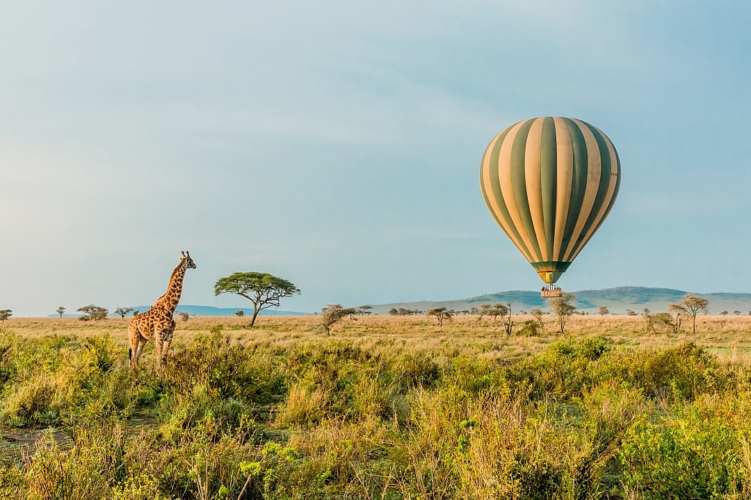 Giraffe walks across golden Serengeti plains beneath rising hot air balloon.