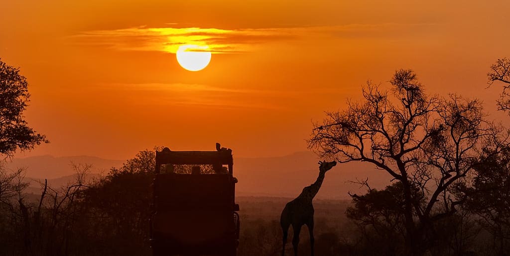 Evening game drive in South Africa