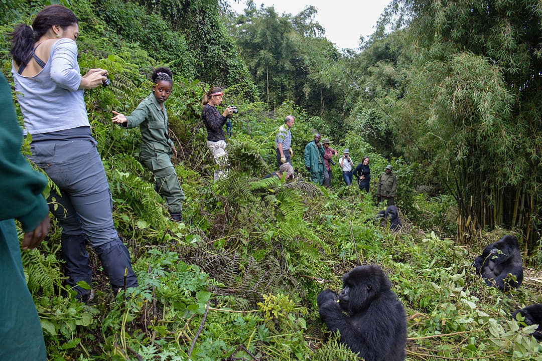 Gorilla trekking in Volcanoes National Park, Rwanda
