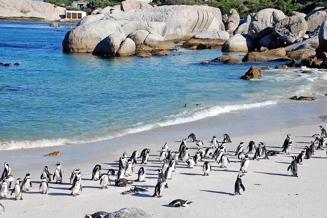Penguins on Boulders Beach in Cape Town