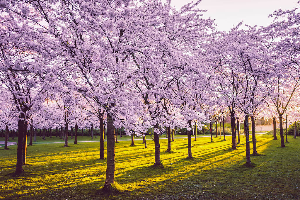 Cherry blossoms at Kersenbloesempark in Amsterdam, Netherlands
