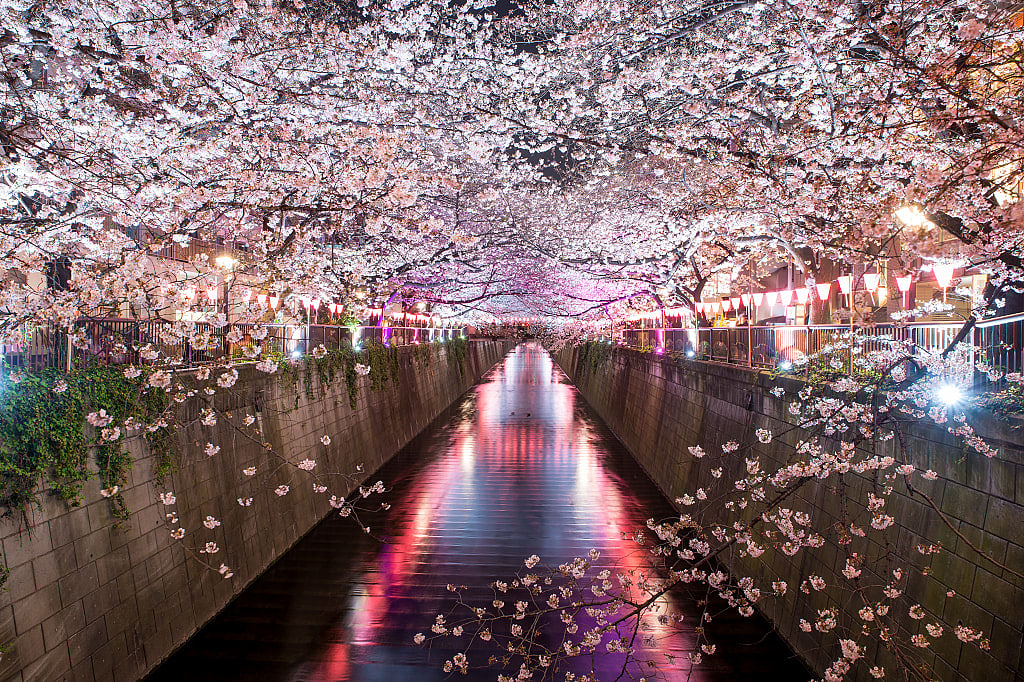 Cherry blossoms at the Maguro canal at night in Tokyo, Japan