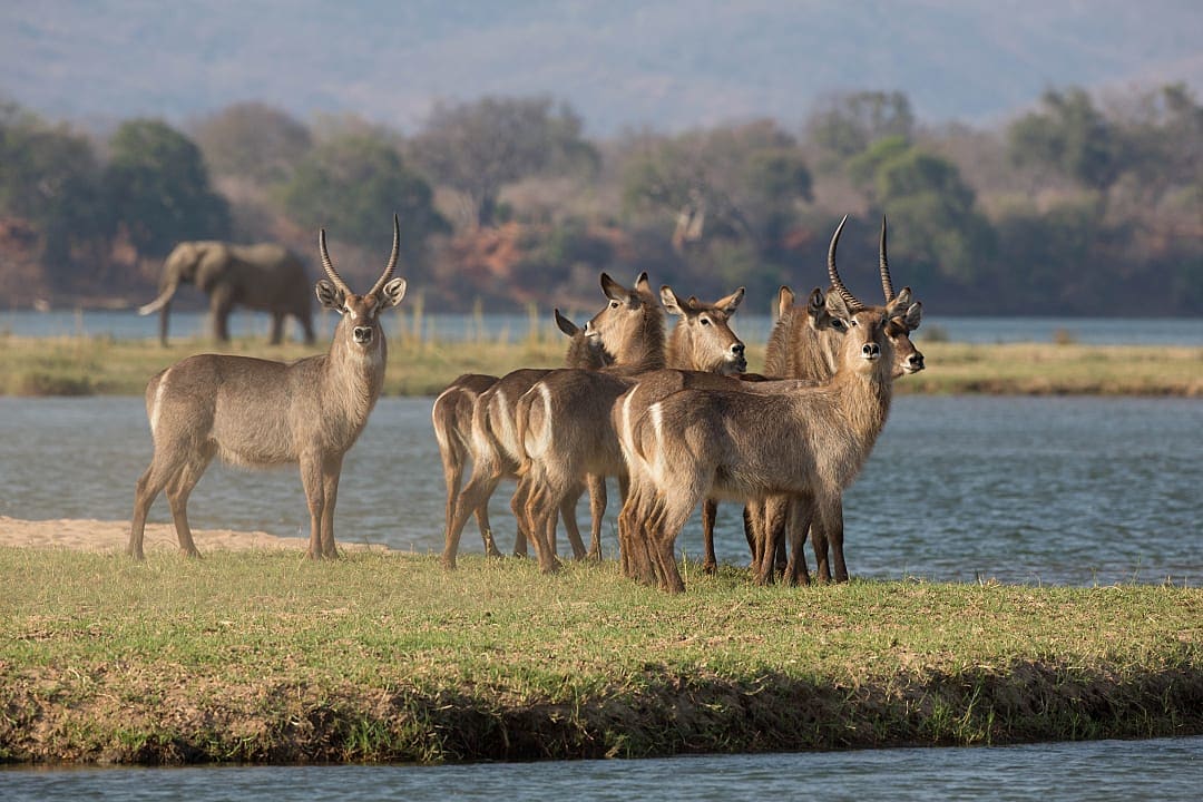 Waterbucks at Mana Pools National Park, Zimbabwe