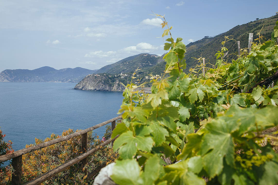 Wine farm in Cinque Terre, Liguria, Italy.