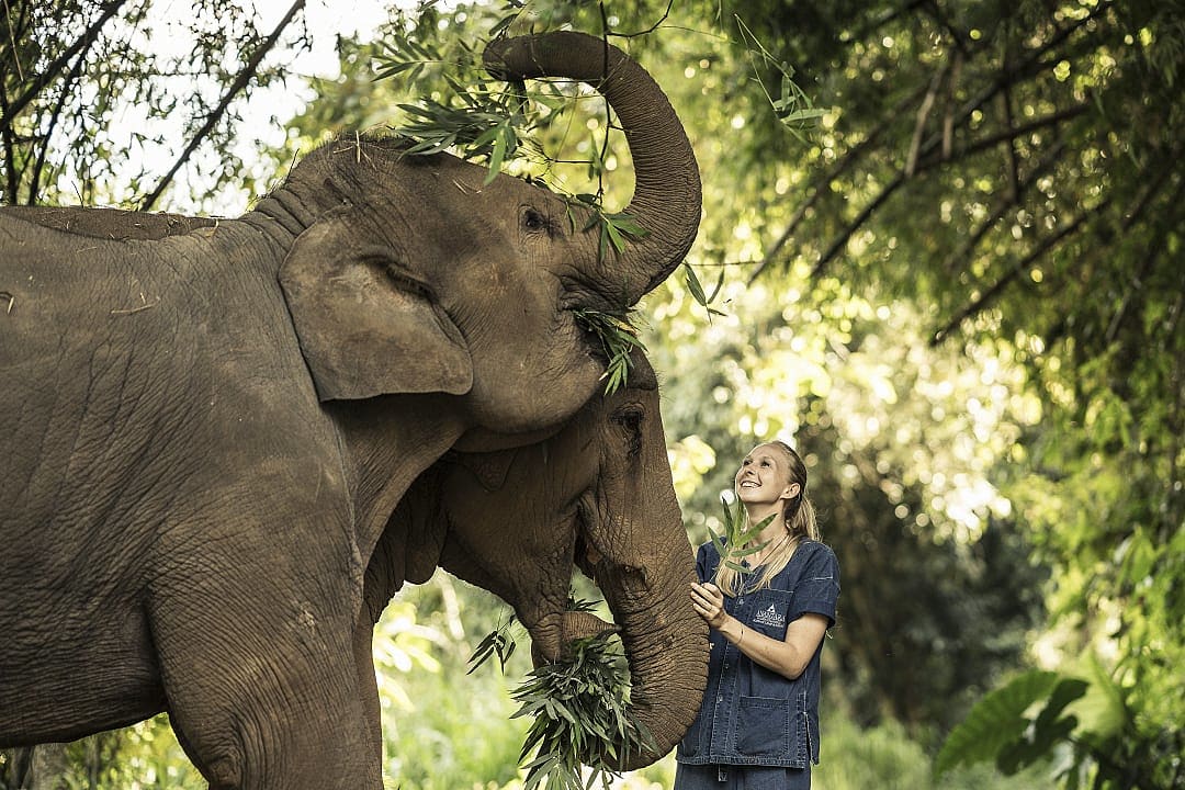 Woman feeding rescued elephants at ethical sanctuary in Chiang Mai, Thailand.