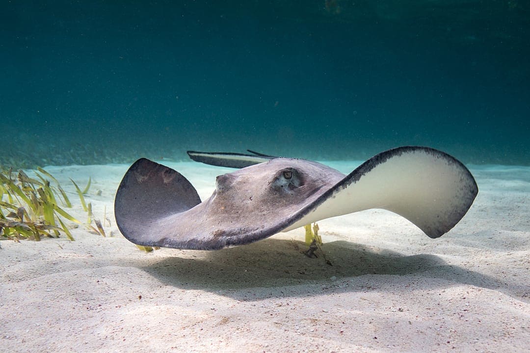 Stingray Swimming in Belize ’s Shallow Shores.