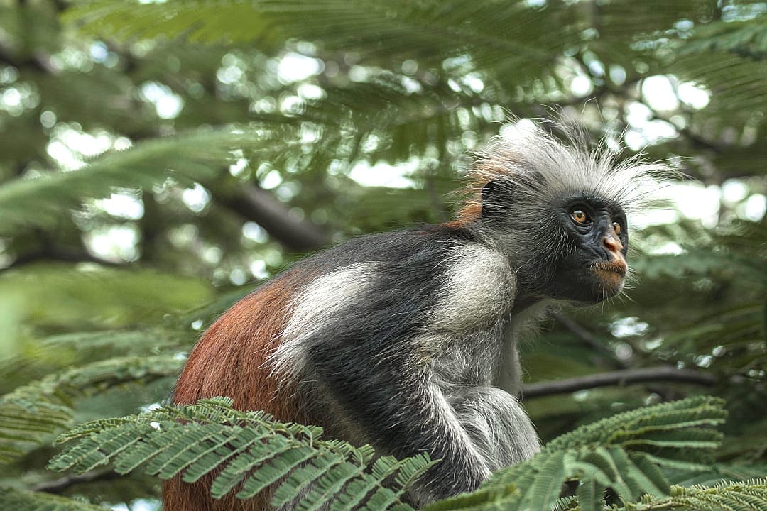 Red colobus monkey in Zanzibar's Jozani Forest