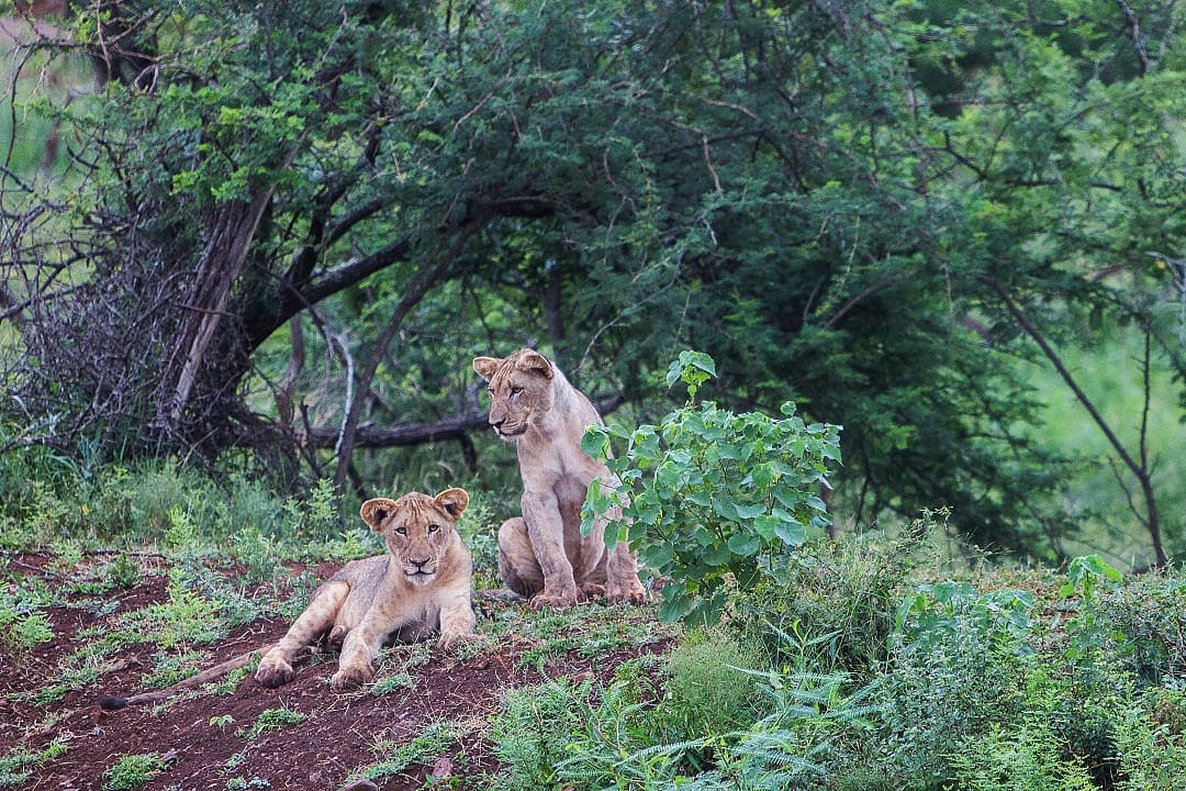 Hluhluwe-iMfolozi Park, South Africa.