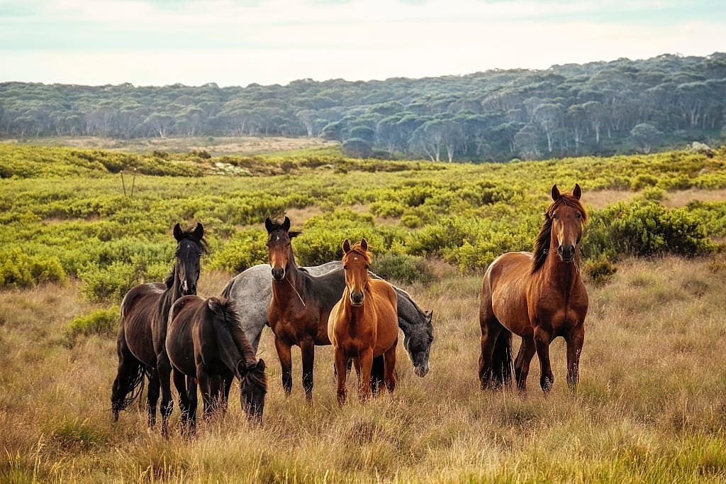 Wild horses in Kosciuszko National Park, New South Wales, Australia