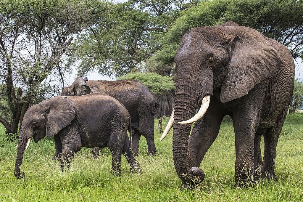 Elephants in Tarangire National Park, Tanzania
