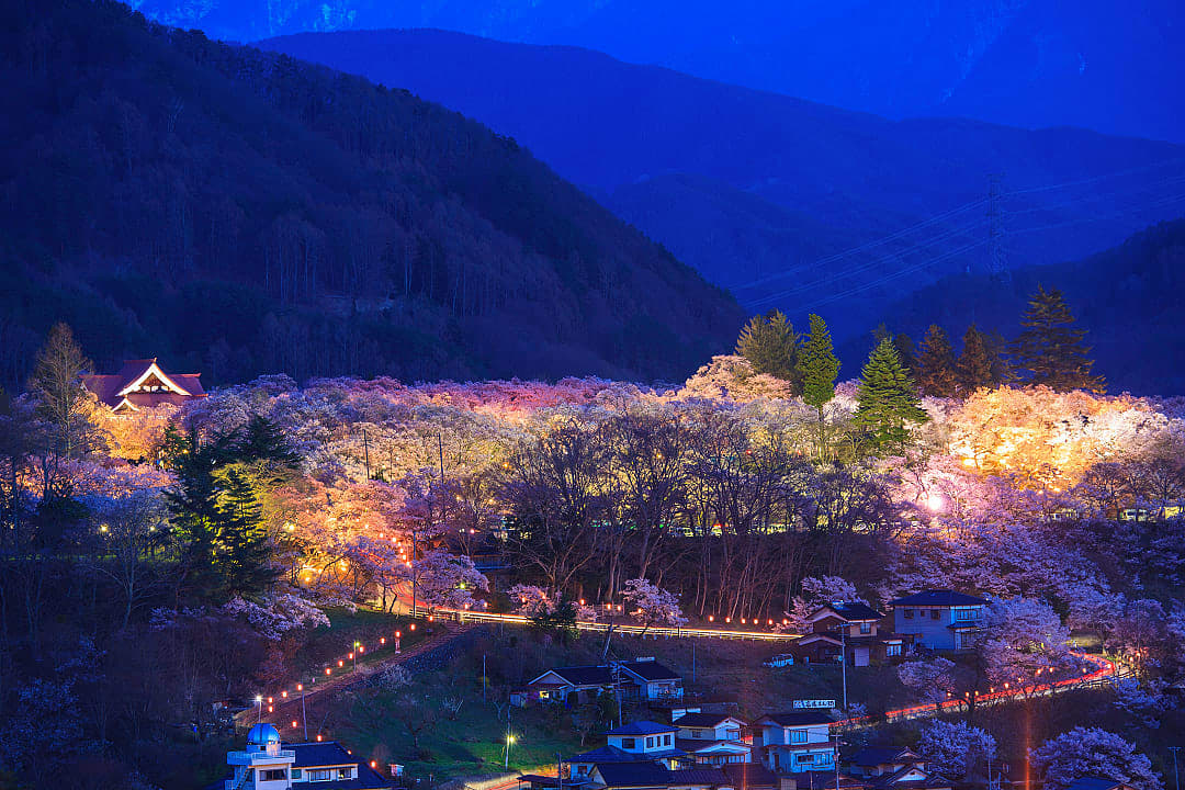 Cherry blossoms lit up at night in Takato Castle Park, Nagano