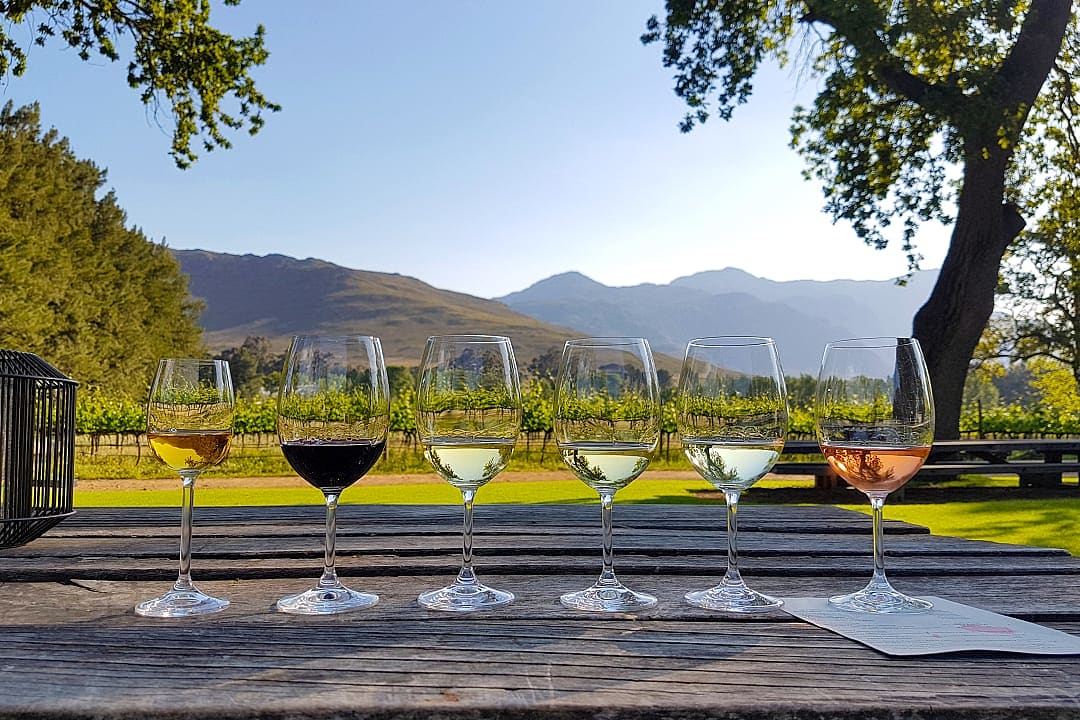 Vineyard in Stellenbosch, South Africa