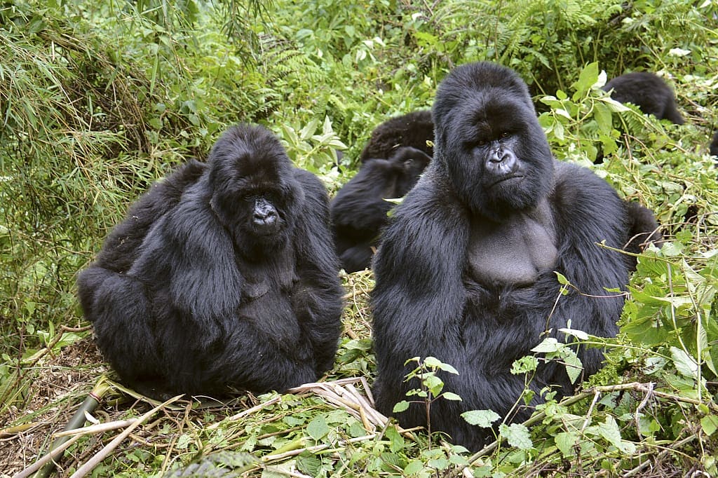Gorillas in Rwanda