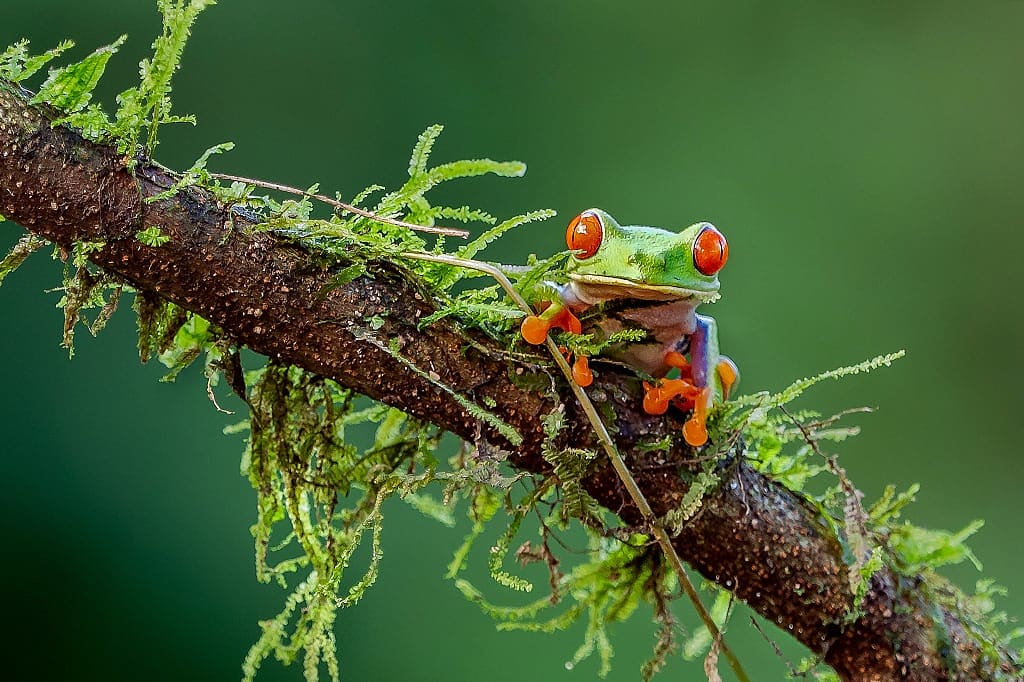 Red-eyed tree frog in Costa Rica