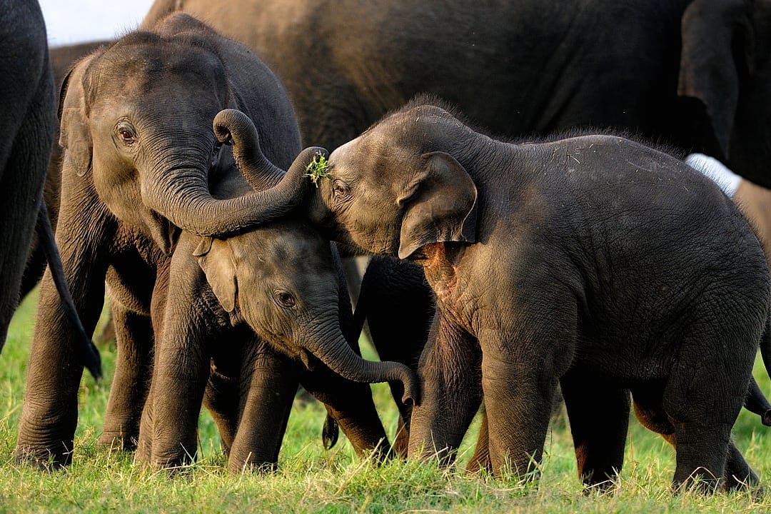 Elephant sanctuary in Minneriya, Sri Lanka.